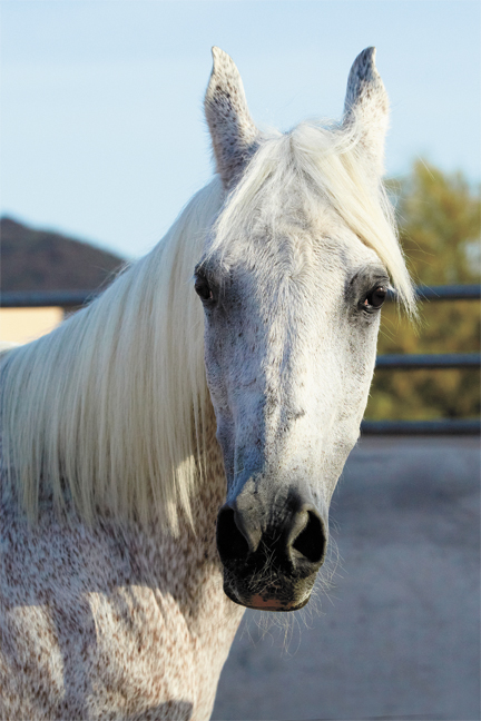 horse